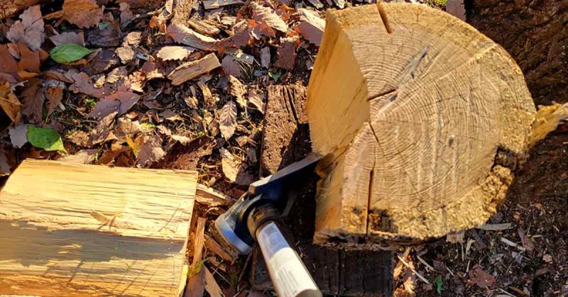 Wood splitting from a tree trunk
