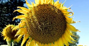 An up-close photo of a sunflower.