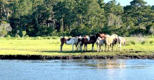 Horses by water