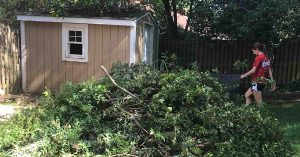 Person clearing yard debris into a large pile near a shed, surrounded by trees and fencing