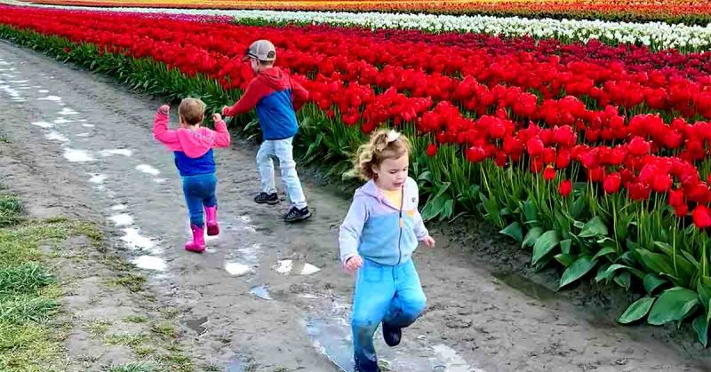 Sydney’s children running in a tulip field