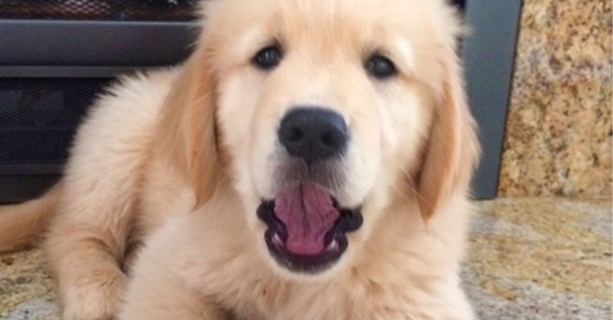 Dawn’s dog Hondo as a puppy
