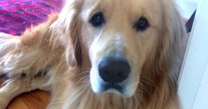 Dawn’s dog Hondo full grown