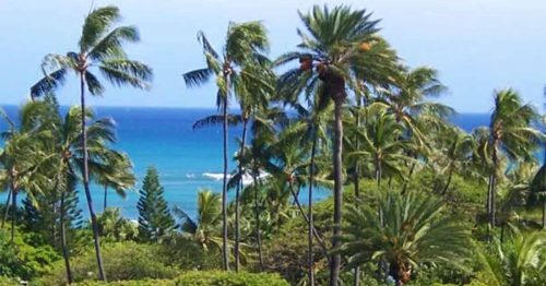 Palm trees sway above a lush coastline with blue ocean waves under a clear sky