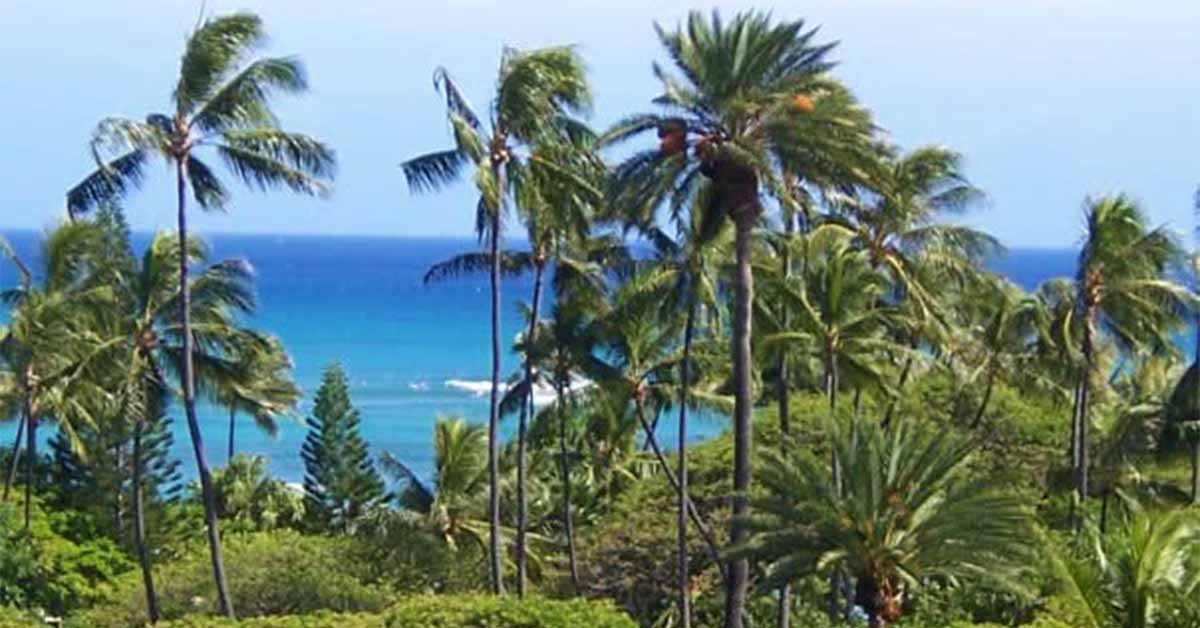 Palm trees sway above a lush coastline with blue ocean waves under a clear sky