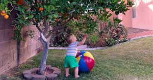 A toddler stands in a grassy yard reaching toward oranges on a tree, with a colorful beach ball beside them near a house