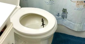 Small lizard inside a toilet bowl in a bathroom.