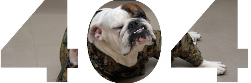 bulldog in military uniform