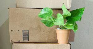 A plant on top of boxes