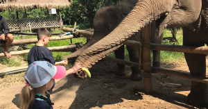 Kristi’s children petting elephants